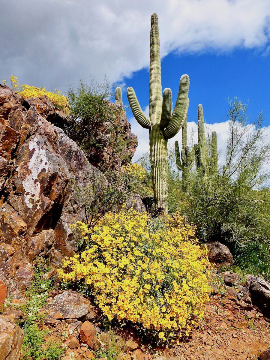 AZRogerNaylor's tweet photo. I love that #Arizona comes with an opt-out clause for winter. The season begins Fri. and while there is snow in the mountains, there is almost always blue skies and mild sunshine in the desert. Flowers bloom all winter and our spring starts around Groundhog Day. @ArizonaTourism https://t.co/K9GniIOqag