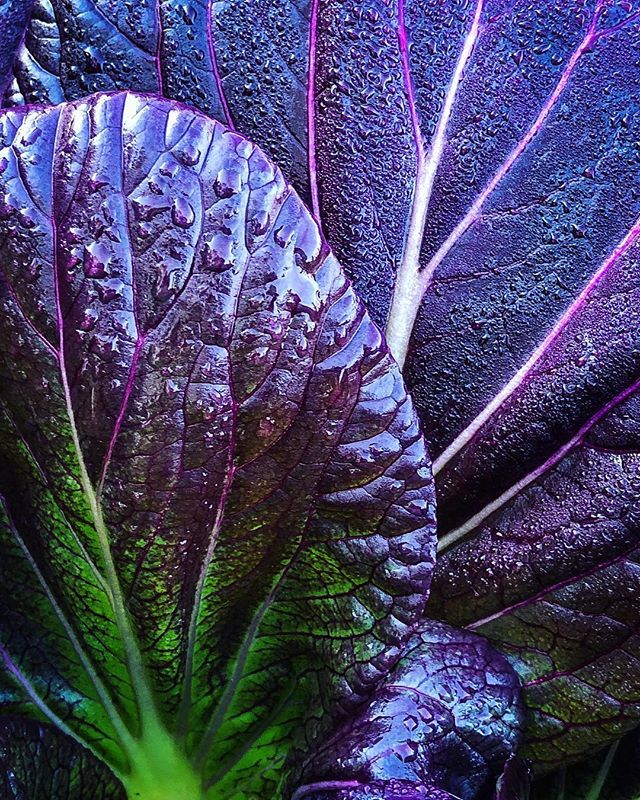 Have you ever seen a more beautiful bok choy (pak choi)? Either way you spell it, it’s Brassica rapa Chinensis Group ‘Violetta ‘ and it’s a gorgeous cool season crop in the vegetable garden....
.
.
.
#Brassica #bokchoy #pakchoi #Violetta #winterveg #coolseasoncrops #vegetabl…