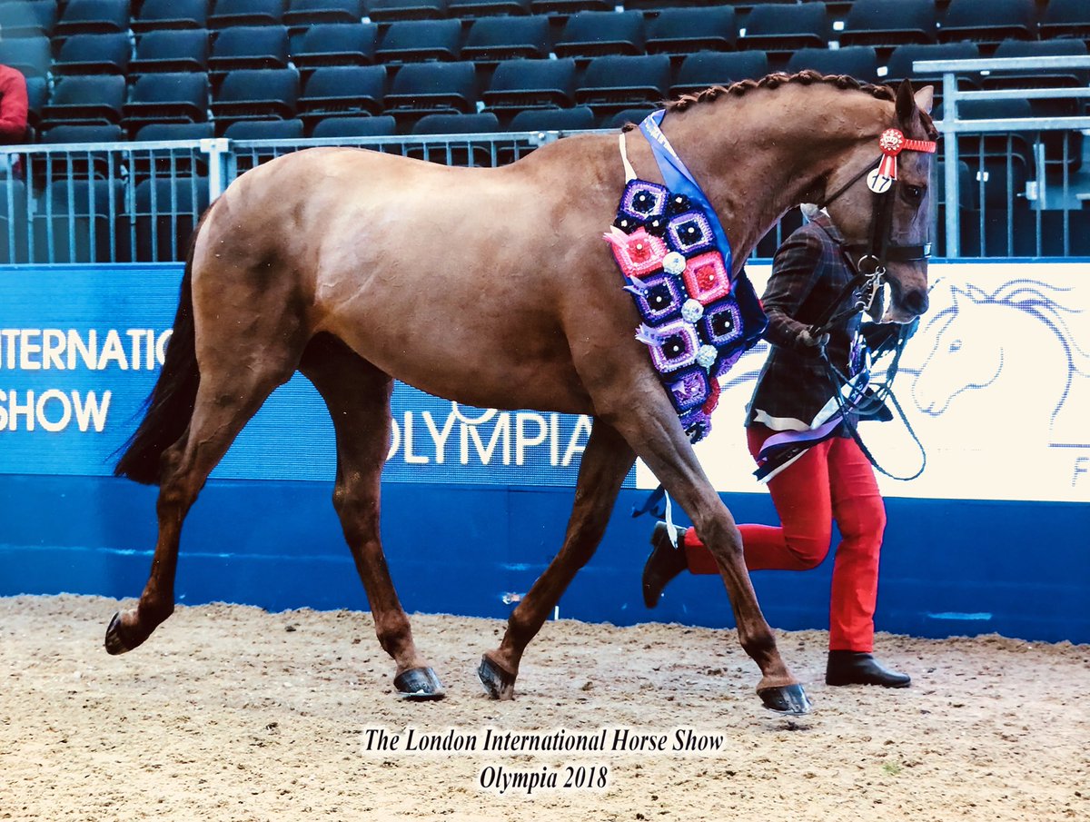 teamlangman's tweet photo. New Team, Supreme in hand @seniorshowing champion at  @olympiahorse 2018!!!  @DrimeeGB @SaracenFeeds @RoRlatest  @BHAPressOffice #loveyourRoR https://t.co/tRKjSkz5dl
