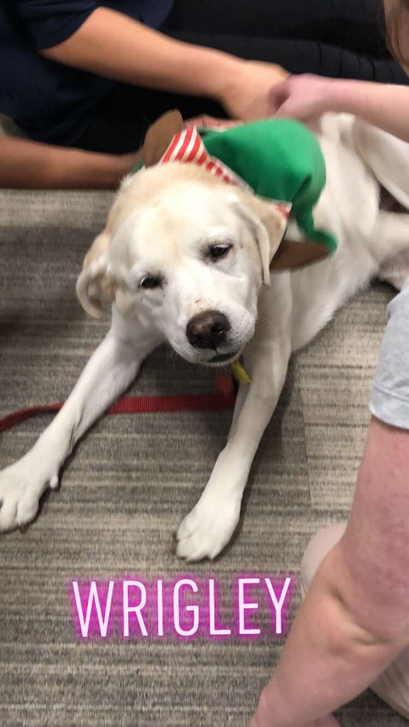 BovaCaryn's tweet photo. Finals still stressing you out? Come visit the therapy dogs in the back of the library! https://t.co/jXeqbU2GrG