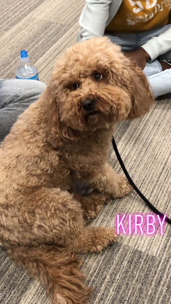 BovaCaryn's tweet photo. Finals still stressing you out? Come visit the therapy dogs in the back of the library! https://t.co/jXeqbU2GrG