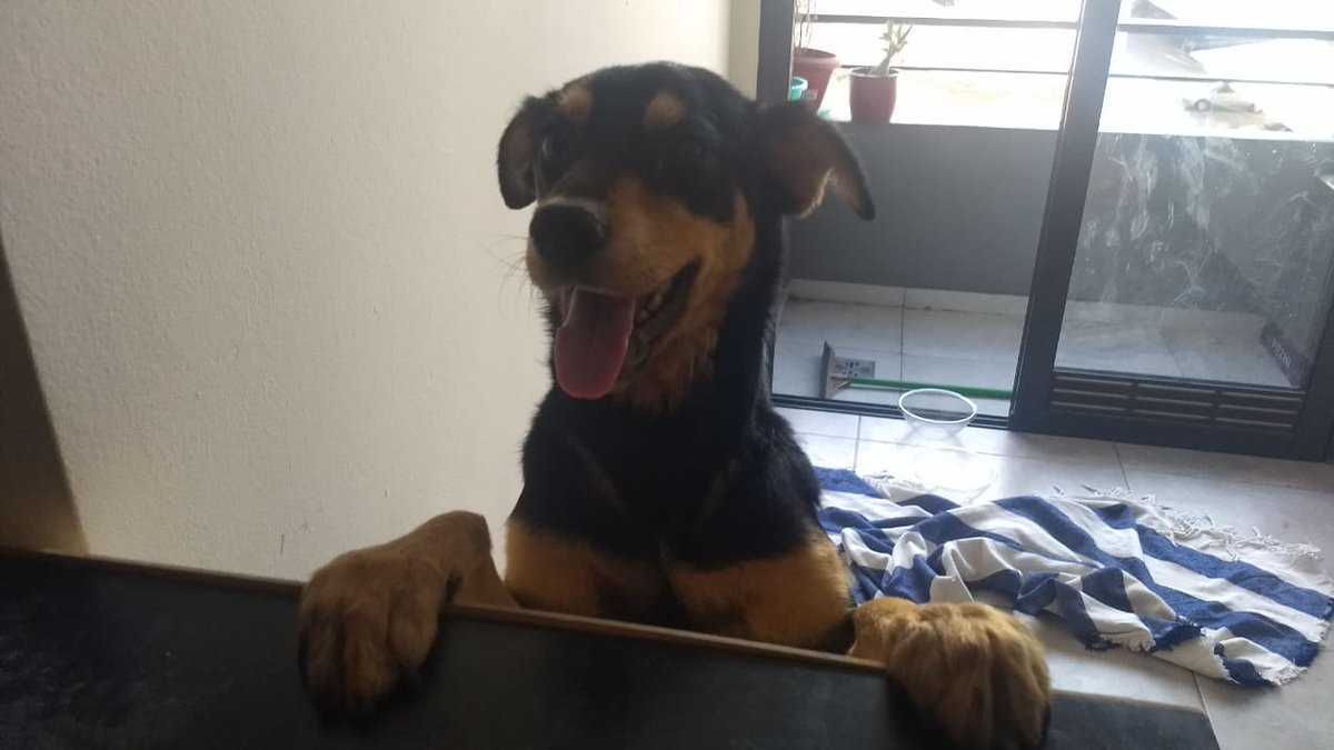 Patitas de Perros tweet media