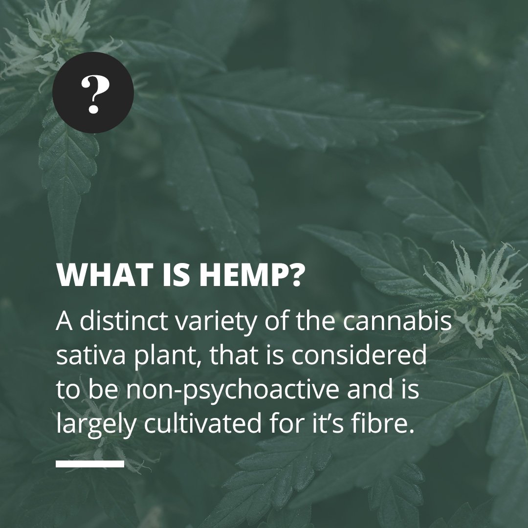 The fibres can be refined into a variety of commercial items including paper, textiles, clothing, biodegradable plastics, paint, insulation, biofuel, food, and animal feed 🌿 #modernleaf #cannabis #hemp #cannabiscommunity #toronto #education