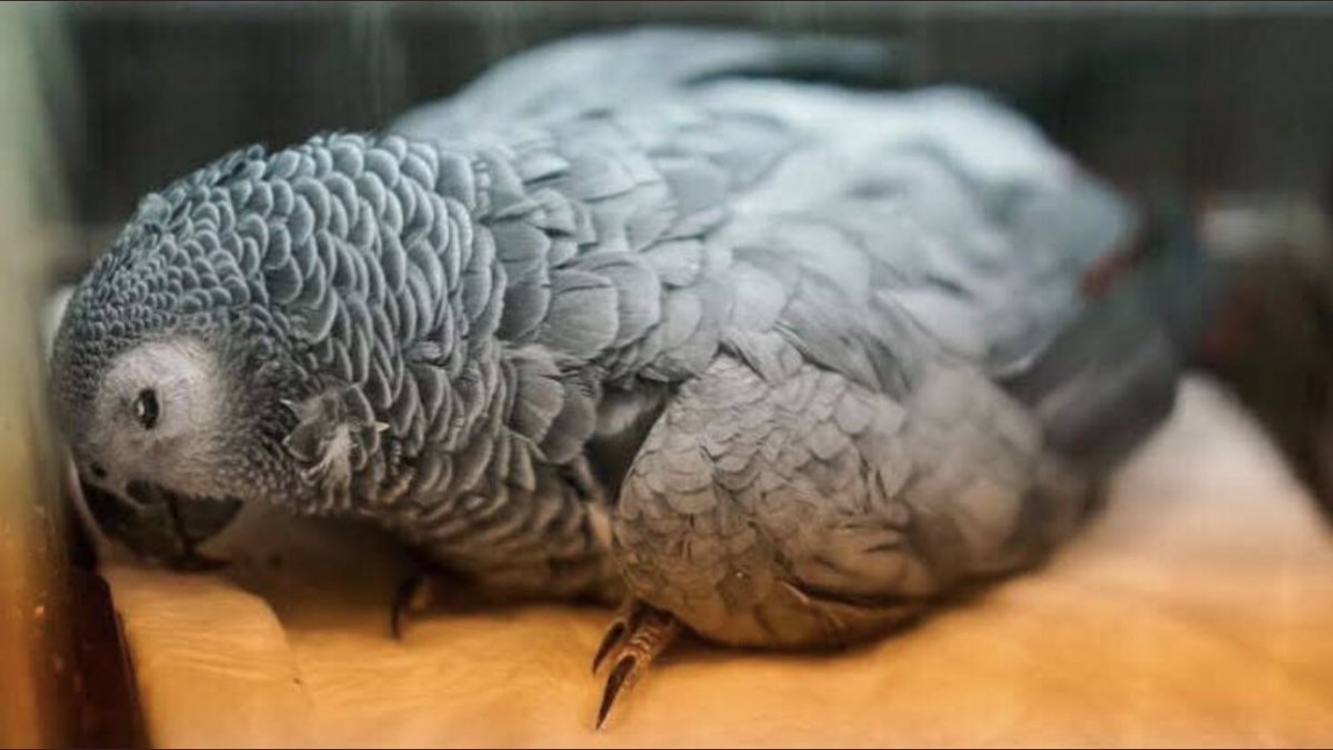 Dünyanın başına gelmiş en büyük felakettir insan. Hele bir de Ortadoğu coğrafyasında yaşamaktaysa çoğunluğu eğitilemez, ıslah edilemez mahluklardır. 
Bu berbat dünyaya bütün hayvalar gibi sen de fazla geldin #bahtiyar
Bizleri affetme...