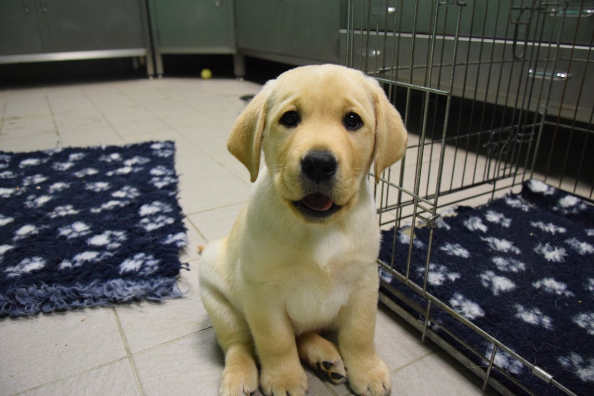 Chiens Guides IDF tweet media