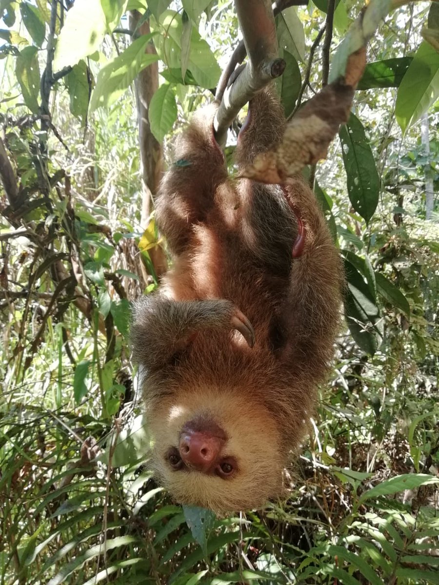 ManuToursPeru_'s tweet photo. SLOTH IN THE MANU NATIONAL PARK-PERU @ManuToursPeru_  Sloths are arboreal mammals noted for slowness of movement and for   spending most of their lives hanging upside down in the trees of the   tropical rainforests of South America, Manu National Park. https://t.co/KGt31ZttZs https://t.co/Ig9wcnRD1C