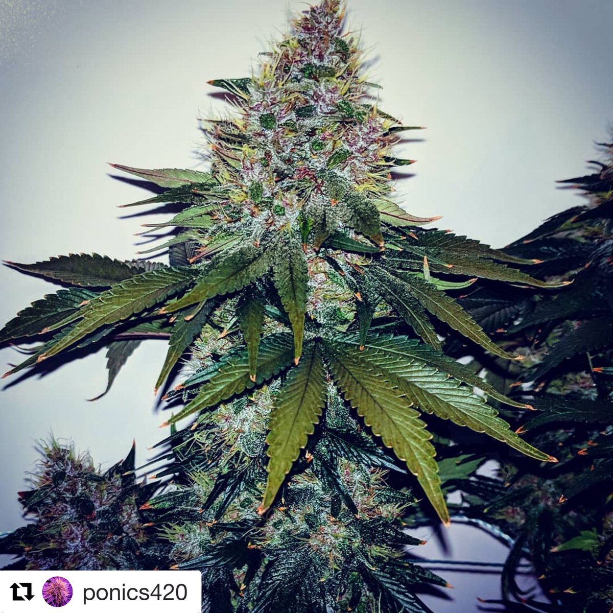 cloudponics's tweet image. Have a look at this CLOUDPONICS grow by @ponics420 Amazing work 👏 🎉 
#cloudponics #weed #ganjafarmer #cannabisgrow #homegrown #420 #pot #purplekusk
