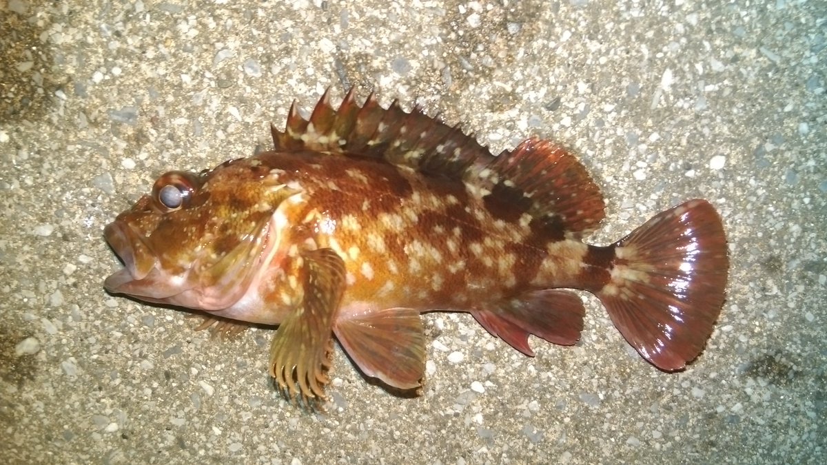うおでたー ガッシー祭り いやいやいや メバルはいずこ 釣った魚は別に食わねぇ
