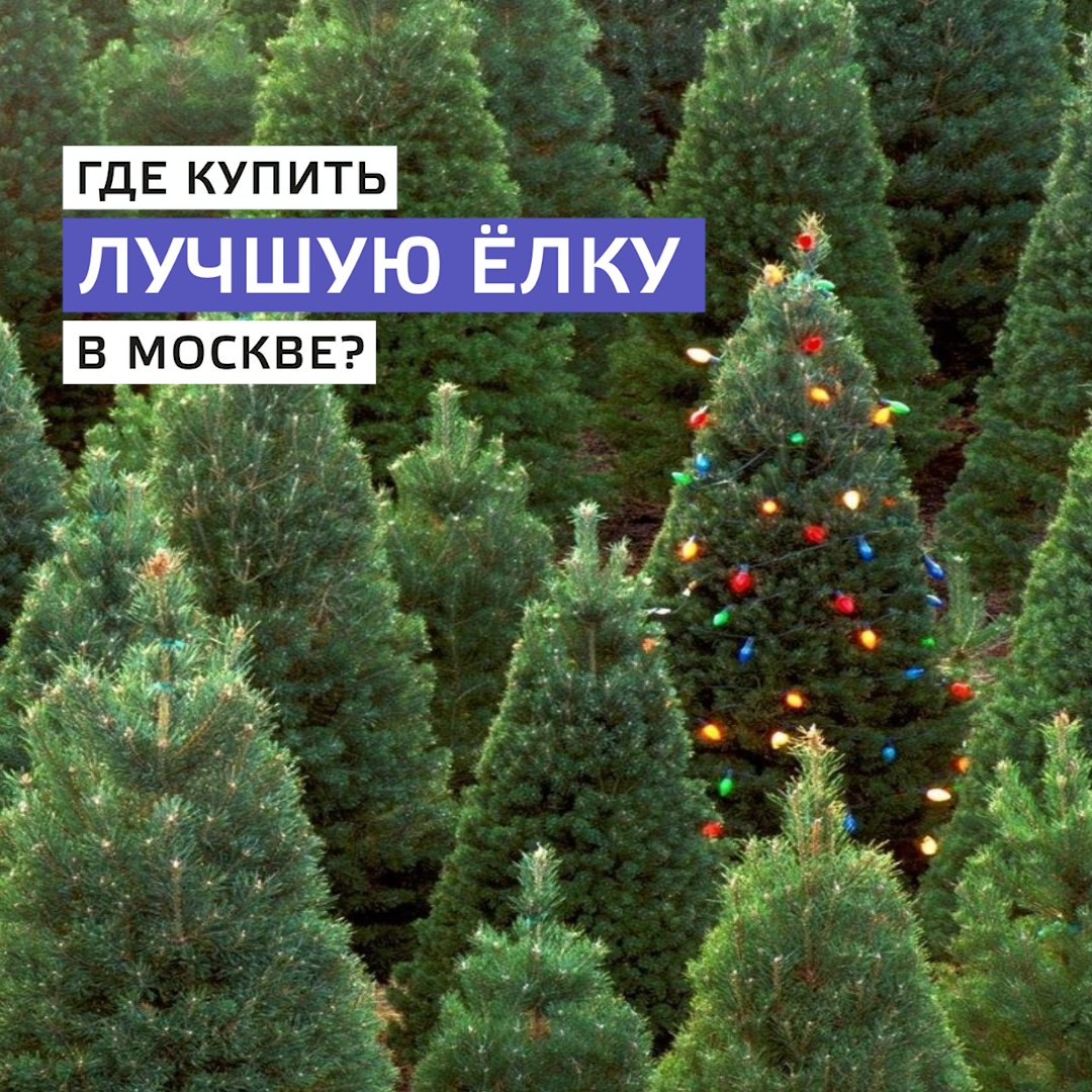 Елка лучшие песни слушать. Где купить елку в Москве. Какой же новый год без елочки. Покажи елку в Москве.
