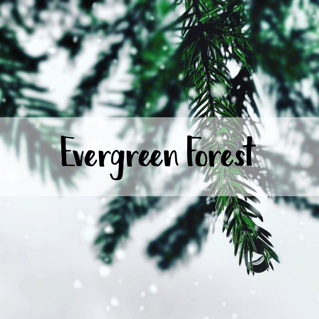 ScentAir's tweet photo. Evergreen Forest is a #holiday favorite on our list of 12 Scents of the Season 🌲 Stroll through snow-covered woods with this robust blend of balsam sprigs, pine, and earthy patchouli. https://t.co/aTpiDLZBxQ https://t.co/xLJMLzhLmm