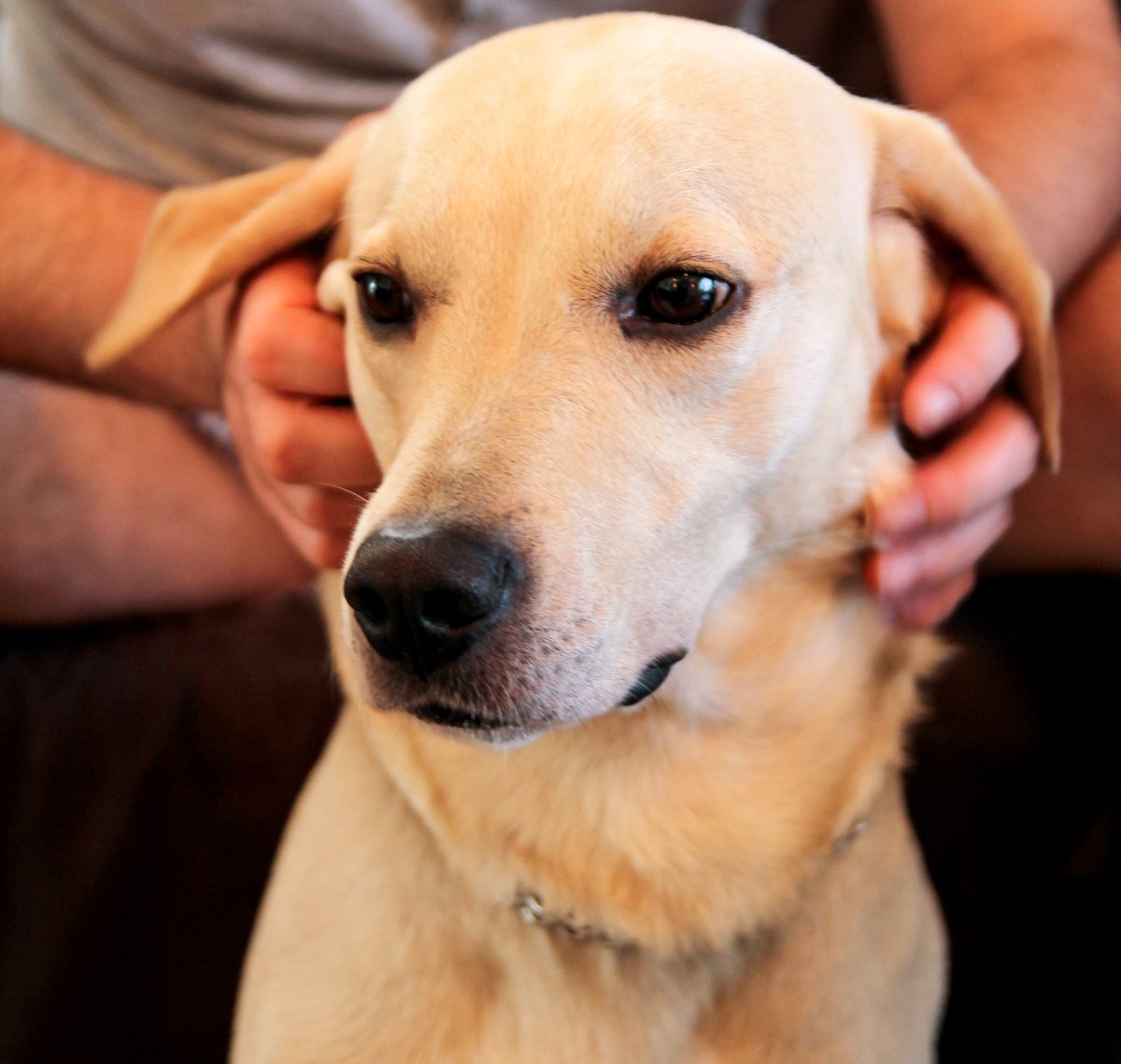 CentreforMH's tweet image. The @mhtodaymag looks at our new research on using therapy dogs to improve the mental wellbeing of prisoners: mentalhealthtoday.co.uk/news/report-sh…

#PATDog #RestoringSomethingLost #MentalHealth #Prisons