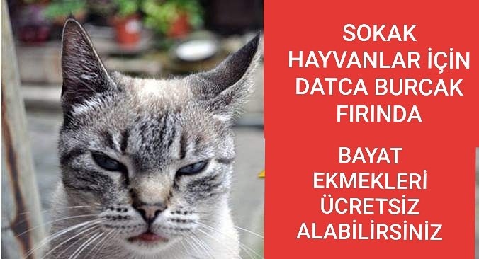 DatcaFirin's tweet image. SOKAK HAYVANLARINA SAHİP ÇIKALIM