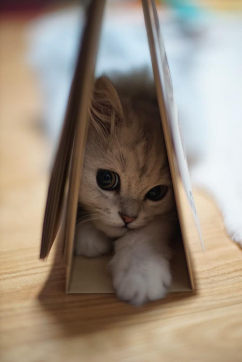 AnimalDose's tweet photo. A Clockwork Orange kitty https://t.co/8b4x5D64tc