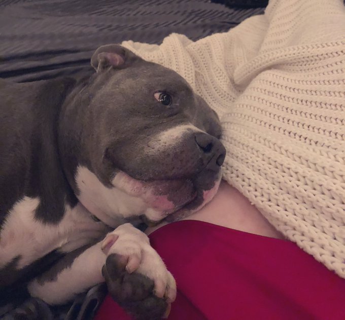 I want to make a short film about my dog. https://t.co/UGa2ihHzv6<a href="/tag/ass"class="tags"><span>#ass</span></a><a href="/tag/zoeylovers"class="tags"><span>#zoeylovers</span></a>