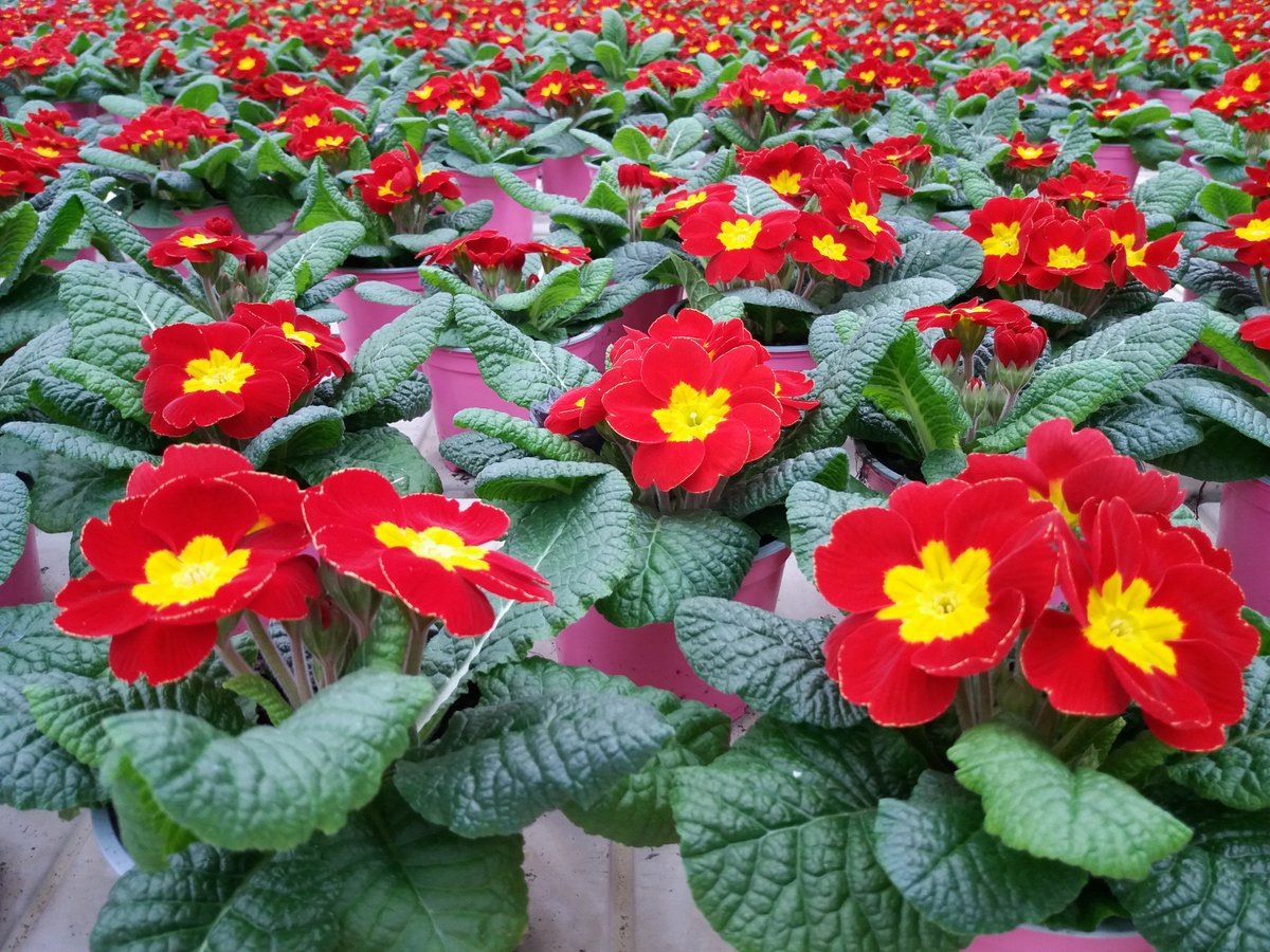 PRIMULA ACAULIS T12; 
Ab Anfang Januar lieferbar. 
Holen Sie sich den Frühling ins Haus. 
Zu bekommen bei <a href="/RheinMaas/">Veiling Rhein-Maas</a> 
vor der Uhr, beim Klokservice 
oder bei Landgard