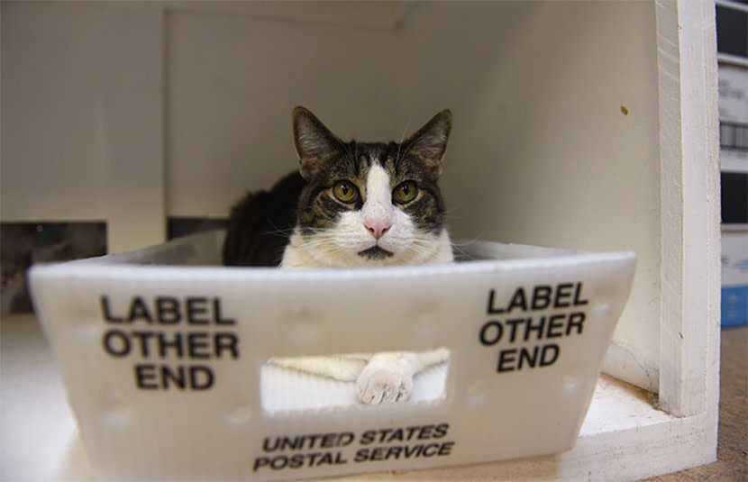 bestfriends's tweet image. Looking for a last minute gift? Sponsoring a homeless pet like Abner makes it possible to get the care they need and helps to #SaveThemAll. Sponsor a pet today: bit.ly/2EtvRVU. #NoKill2025 ^ND