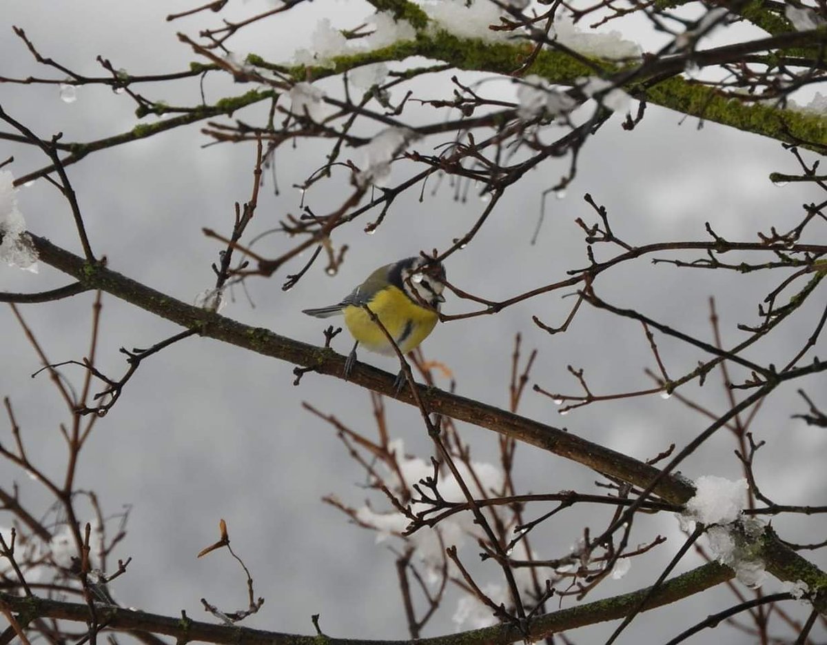 Le petit oiseau et le dégel