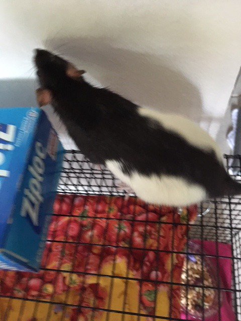 This cutie is looking for a friend.  Maven is a 9-mo female who is friendly and overall healthy. Wanna take her home? #ratties #RATS #AdoptDontShop