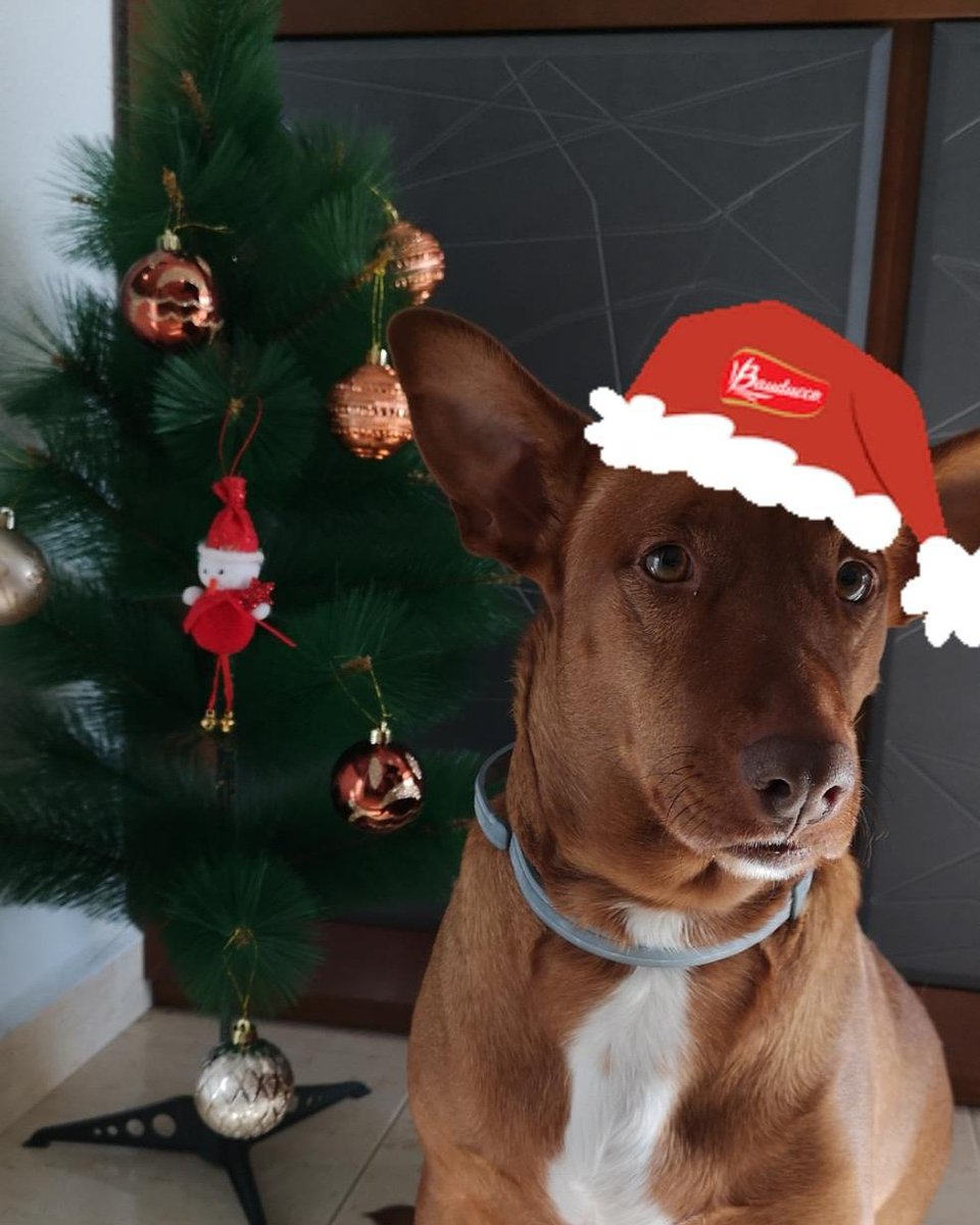 huellassalvadas's tweet photo. !¡¡!!¡DOBBY OS DESEA FELICES FIESTAS!¡¡!!
Os recuerda que sigue buscando adopción responsable y que es un perro 10. Es todo amor, obediencia y educación. #adopta info@huellassalvadas.com https://t.co/TzUrt6P5jw