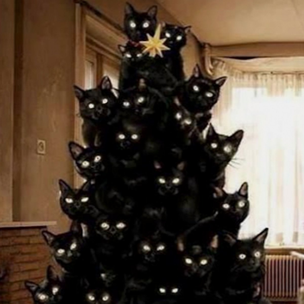 MyMissDirection's tweet image. Have you seen Yule Cat? Our fav creepy kitty is on the prowl this xmas!! More on the blog today 🖤😻 
#christmas #cat #blog 
missdirectionentertainment.com/blog/
