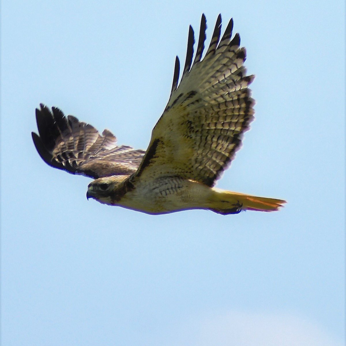 Red tailed hawk soaring across the sky