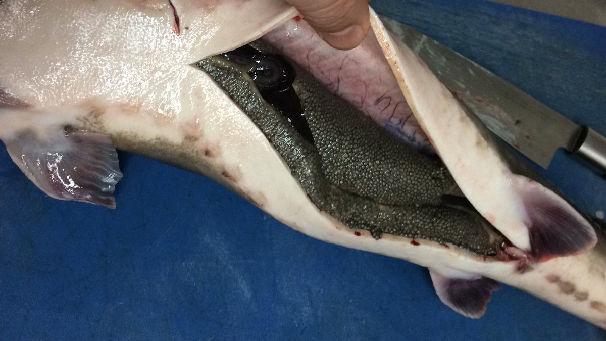 Dienas loms Zivju Tirgū #ziniproduktus #pērcsvaigu