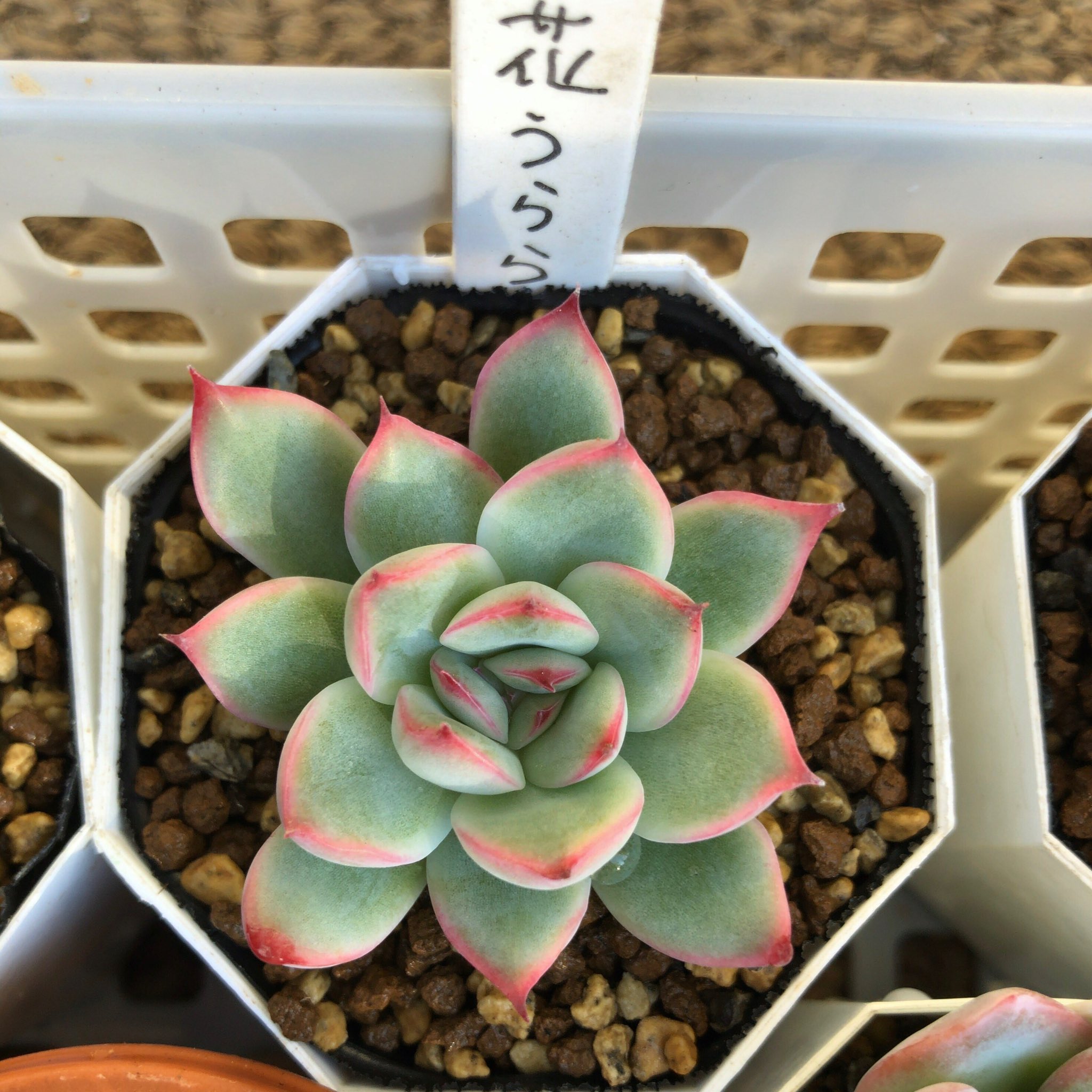 カブトガニジョン Echはeveria Pulidonis エケベリア プリドニス 花うらら メキシコ 出身 プレリンゼと似ているが違う 成長点がすぐに変形しやすい It Is Similar To Plelinze But Different The Growth Point Deforms Immediately 多肉植物