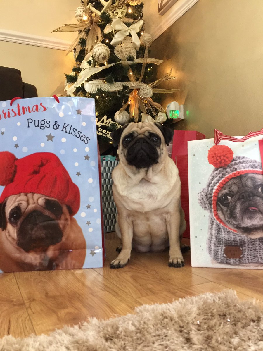 pixie_pug's tweet image. 5 more sleeps #ChristmasCountdown #ChristmasIsComing