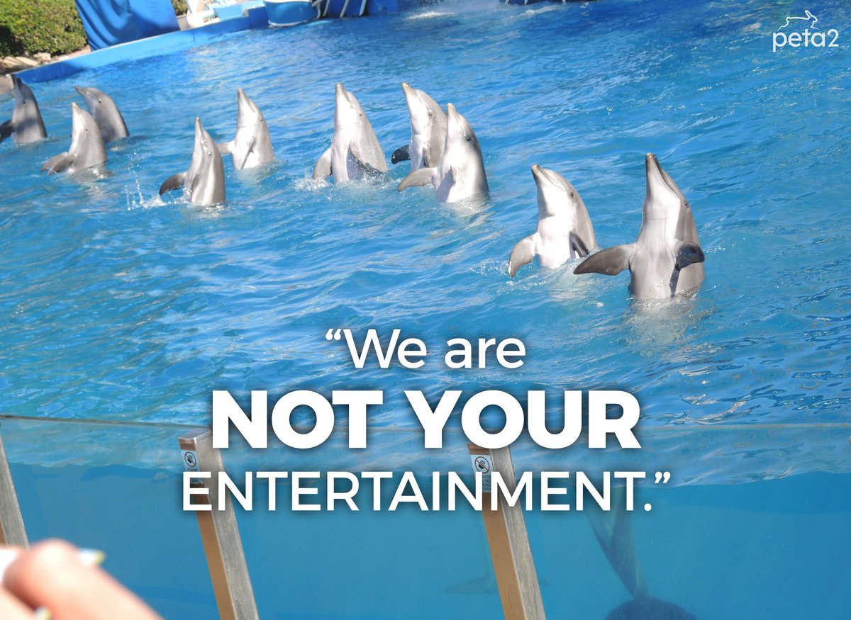 PETAShares's tweet photo. #WhatAnimalsReallyThink: We aren't your entertainment. https://t.co/5WkZTgigHl