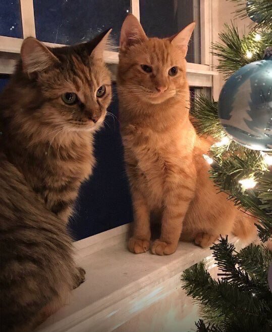 Cats Bible 🐱 tweet media
