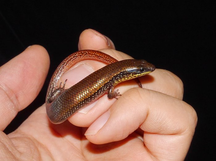 ギニアミモダエトカゲ Mochlus guineensis 短足胴長円筒形のこの仲間の