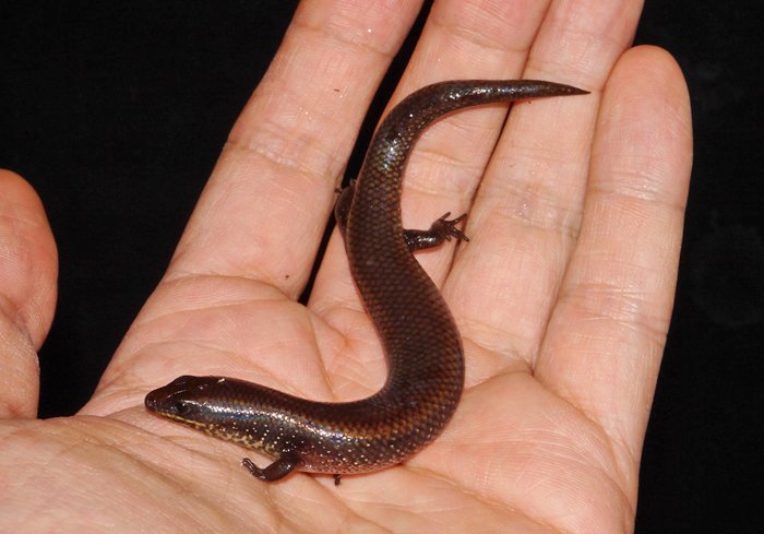 ギニアミモダエトカゲ Mochlus guineensis 短足胴長円筒形のこの仲間の