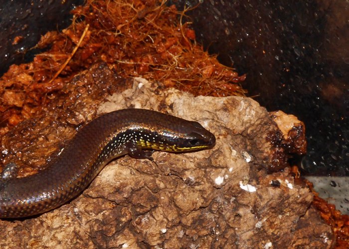 とかげ ギニアミモダエトカゲ Mochlus guineensis 短足胴長円筒形のこの仲間の