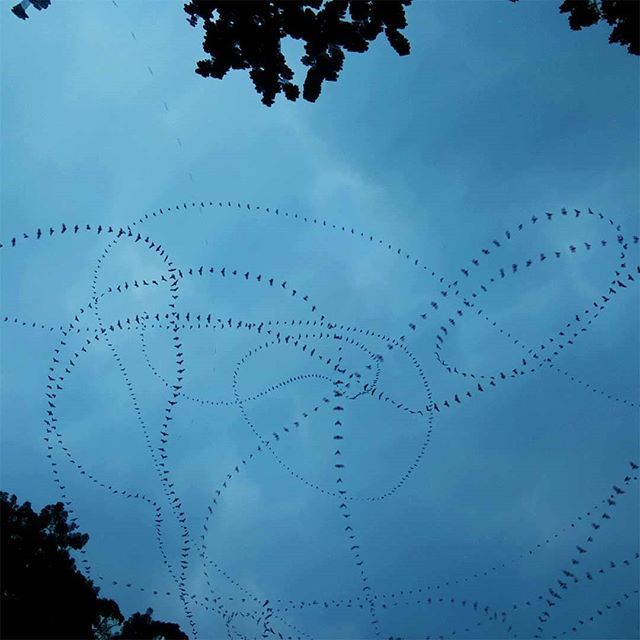 alexmayarts's tweet photo. Bats flying over the People's Park in Guangzhou at dusk. We walked 10 miles around the city yesterday getting a feel for the place. Today is the opening of the triennial and we have a full day's itinerary. #algorithmicphotography #timelapse #bats #batsofinstagram #dusk #clou… https://t.co/30Ivhidq4O