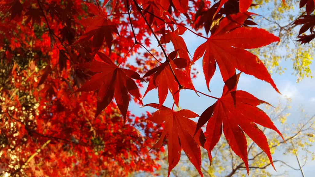 CanopyTrees's tweet image. Tree Spotlight: Japanese Maple, a highly valued ornamental tree around the world.
#ExploreTrees

 ow.ly/S2ot30mW2bx