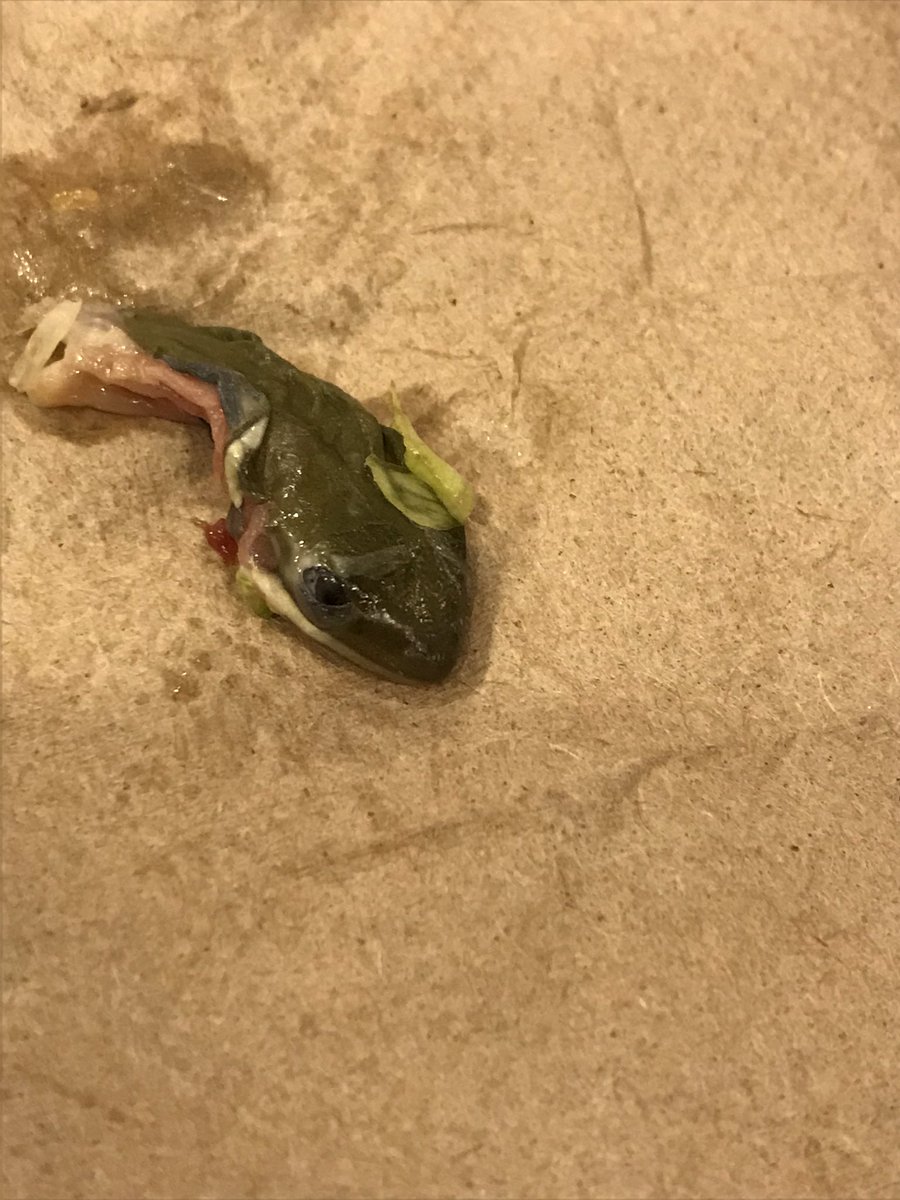 deelabovitz's tweet image. I was about to eat my sandwich from McDonalds &amp;amp; I saw something hanging out of the side. My dad pulled it out of the sandwich &amp;amp; said it looked like a pickle... it was not a pickle. I did not eat the sandwich, thank god, but please be aware of what you’re eating 🤢🤢