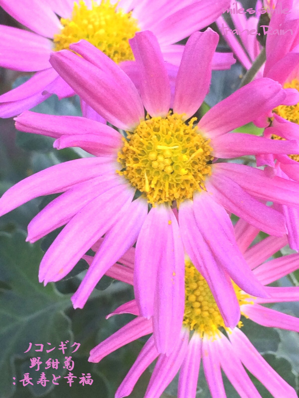 Miles スマイル 事情により休止 No Twitter あさのいろ おはよう ノコンギク 野紺菊 長寿と幸福 キク科シオン属 アスター属 日本固有種 多年草 園芸品種の紺菊の原種 本州から九州に分布 野生の菊には白い花が多い 花期8 11月 開花期間が長く耐寒性が強い Miles スマイル 事情により休止 No Twitter あさのいろ おはよう ノコンギク 野紺菊 長寿と幸福 キク科シオン属 アスター属 日本固有種 多年草 園芸品種の紺菊の原種 本州から九州に分布 野生の菊には白い花が多い 花期8 11月 開花期間が長く耐寒性が強い