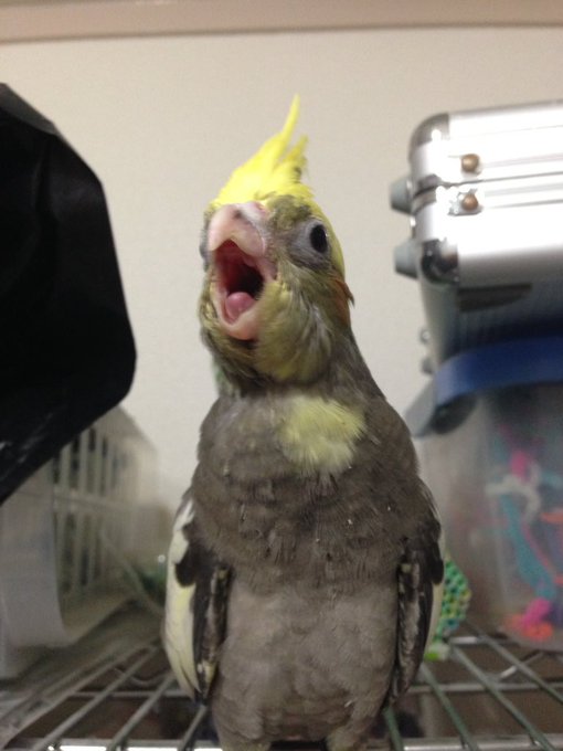 とらドラのtwitterイラスト検索結果 古い順