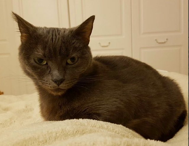 bluekittenshq's tweet photo. 🐾Thank you so much for your donations towards our vet expenses😽❤️ we are still £93 short for December visits. Please donate if you can, if you are skint like us #PleaseRT 😽 #HugoXmas
https://t.co/3nSQ3MGIFj
https://t.co/Za7CbOZdwT https://t.co/9YEpgJi07D