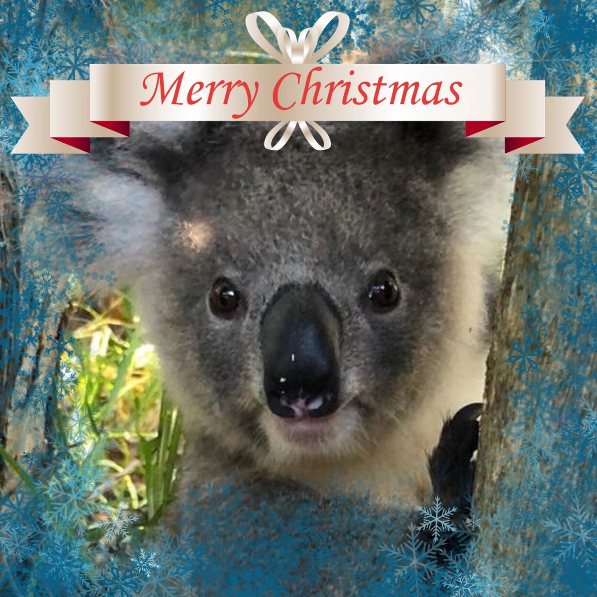 Last minute #ChristmasGiftIdea ? Have you forgotten someone? Adopt a #Koala and revive a personalized certificate, updates and exclusive photos not seen anywhere else of your koala. portstephenskoalas.com.au/adopt 🐨 #KoalaLove #SaveOurKoalas #ChristmasGiftIdeas #Christmas