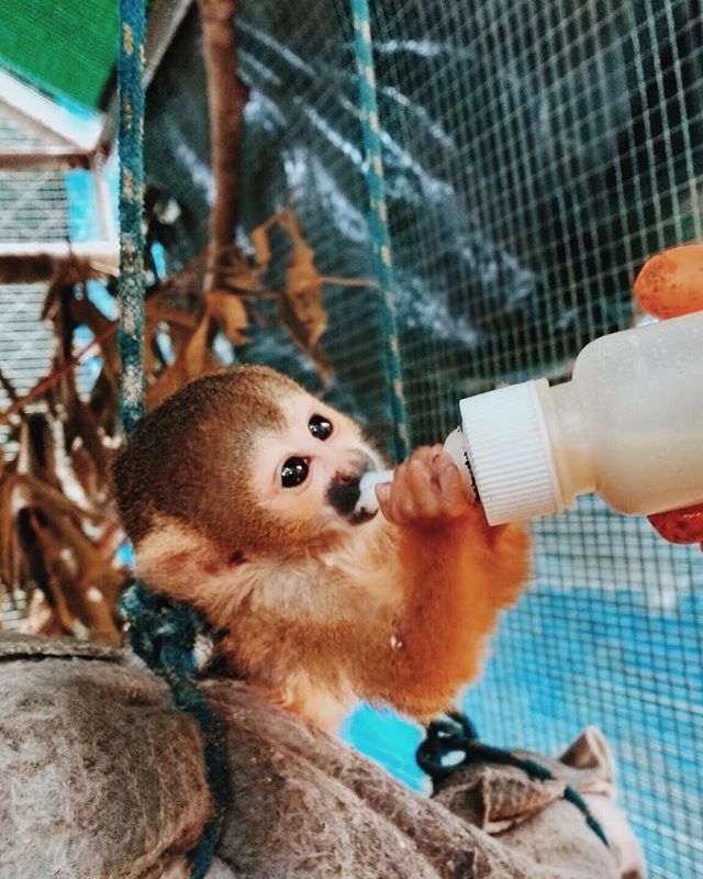 astrocato's tweet photo. Darwin bb
#ciwy #ambueari #intiwarayassi #wild #babyanimals #squirrelmonkey #jungle https://t.co/QkFO0K0XEP https://t.co/FLtFoUVpNt