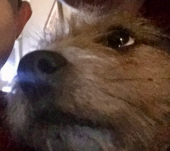 our gorgeous little pup Molly went missing tonight on the South CIrcular Road around 10pm tonight . She's a little  tan and white wire haired jack russel cross and hopefully someone took her in, She wasn't wearing any collar a and is super friendly. #dublin8 #lostdog