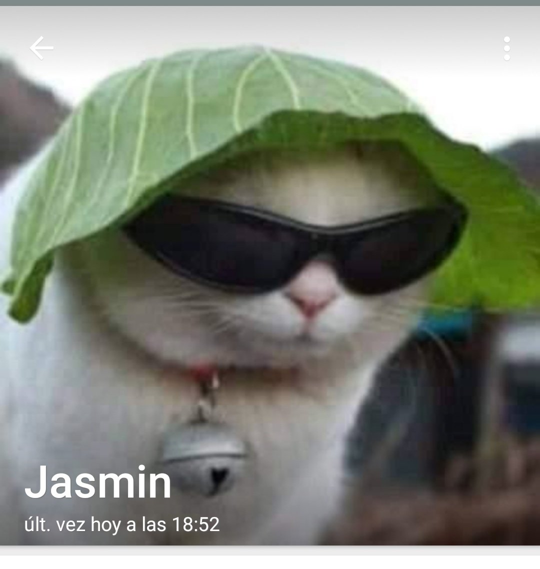 Majo_CanelaR's tweet image. Mi madre lo puso de perfil 😂❤
#GatumadreJos 
#MamáCoder 
@JosDice