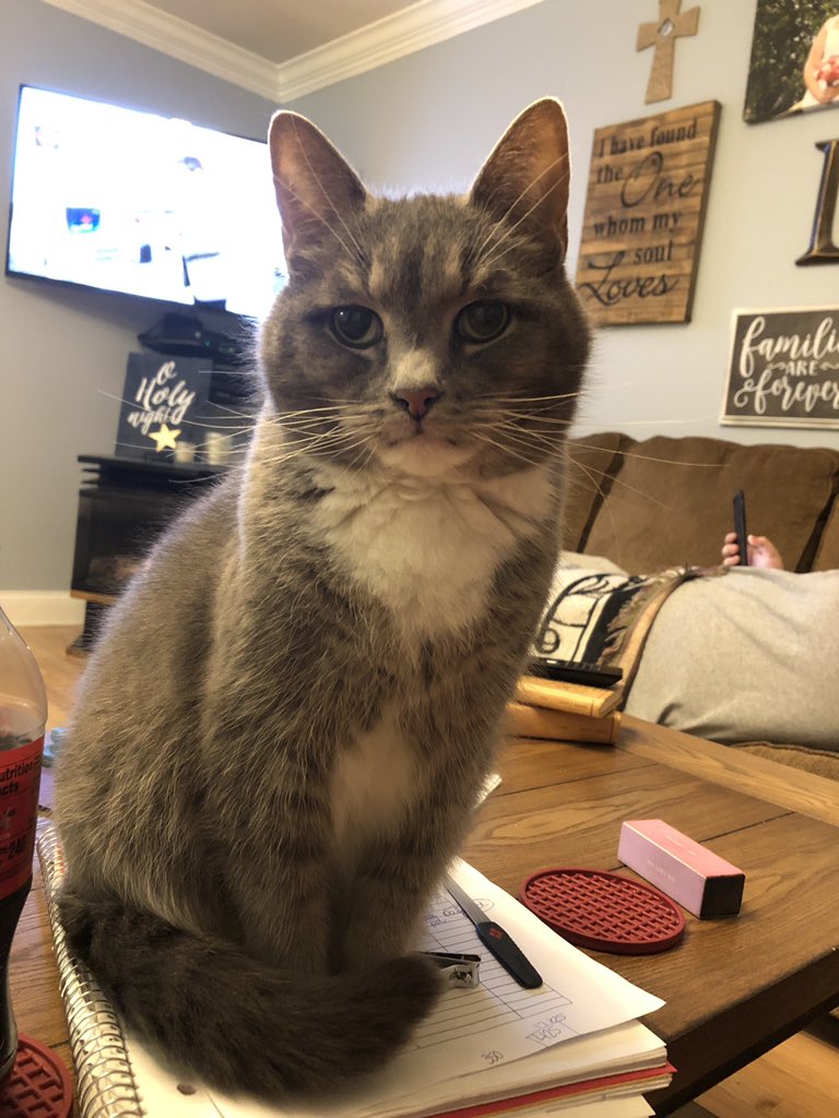 eplewallen's tweet photo. I said “Please don’t get on the table.” So... she looked me dead in the eyes and jumped on the table. #itsherworld #wejustliveinit #catlife https://t.co/CoHM1WFw1q