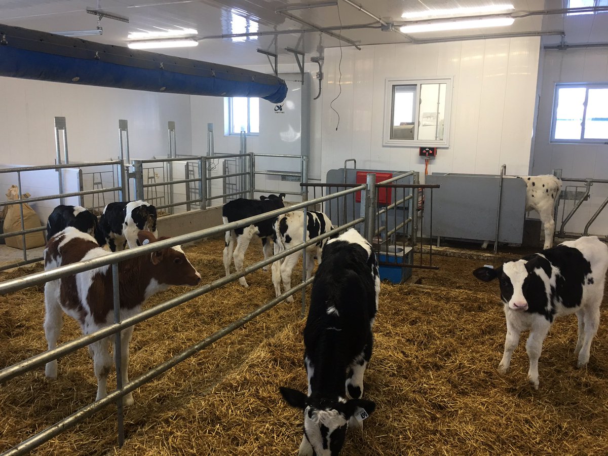 Dundas Agri Systems A Twitter Nicely Set Up Calf Facility