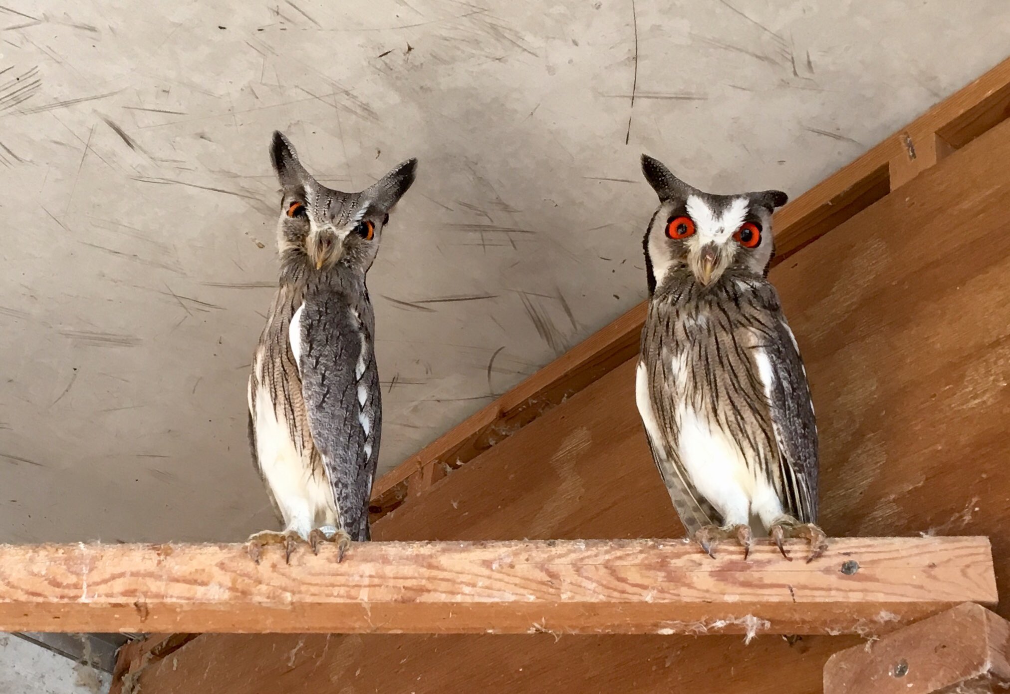 楽鳥園 あ 宇宙梟だ アフリカオオコノハズク コノハズク フクロウ 可愛い 楽鳥園 T Co 3eswbyesr5 Twitter