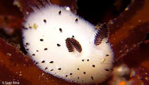 nudibranch stuffed animal