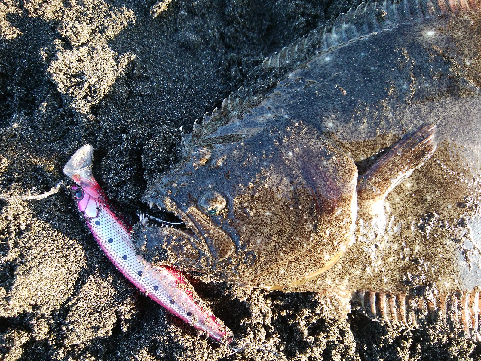 Palms 本日発売のソルト ストリームvol 13は冬のヒラメと根魚特集 ゆうちゃんが湘南エリアを紹介しています ぜひご覧くださいね ロッド ショアガンエボルブ Sfsgs 112m Fl ルアー エフリード92sr Palmsfishing Palms パームス ヒラメ T