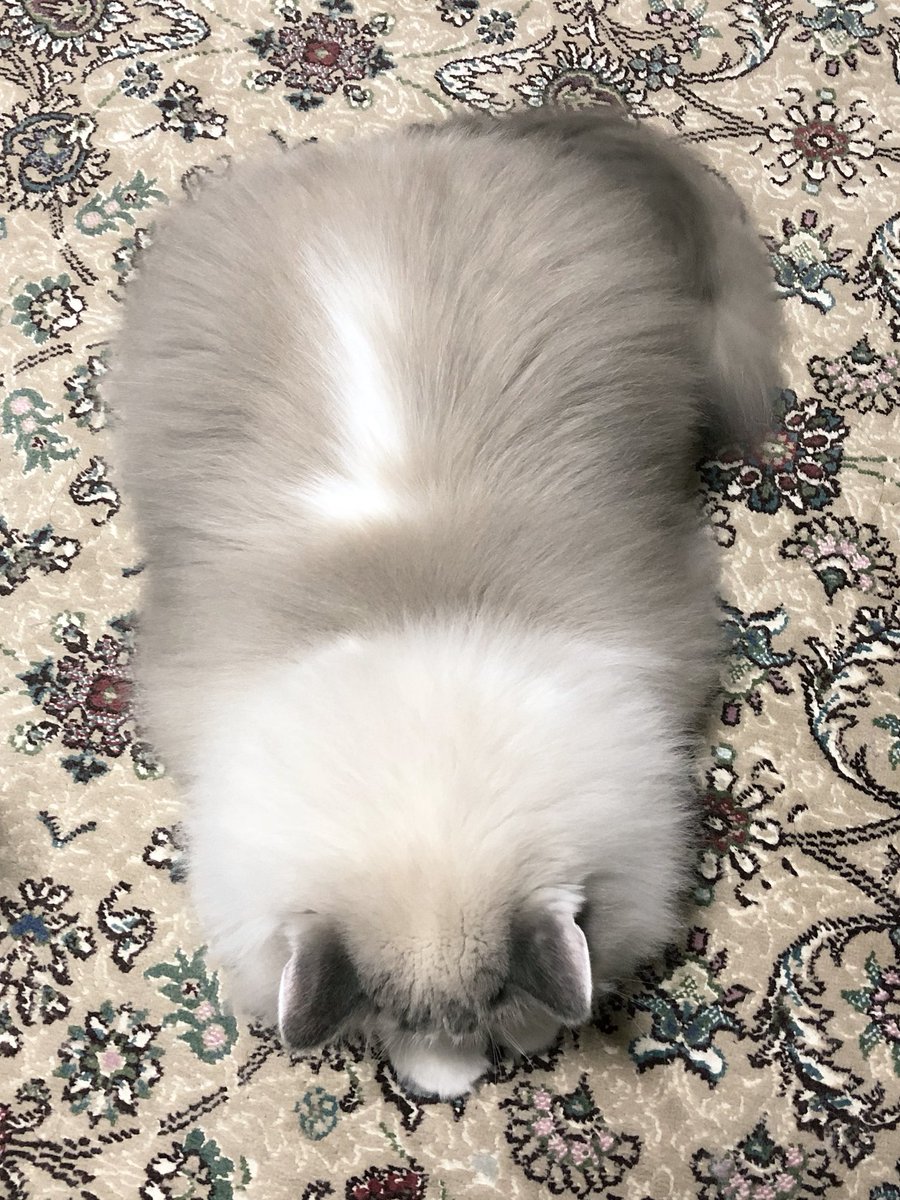 モフモフな猫さんがファーを装備して最高潮のモフに達したご様子がかわいい そしてこのドヤ顔である Togetter