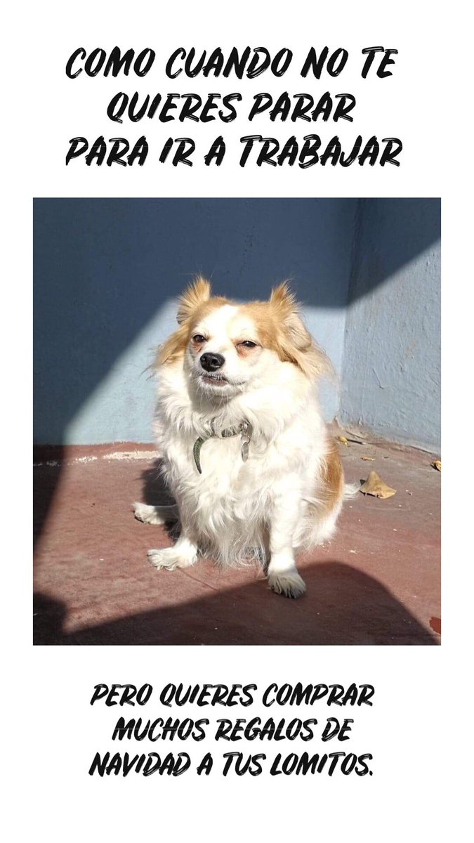 Pinche Patrón🤦🏽\u200d♂️ #barber6sense #truckers #trailero #viral #fyp #parati  #funny #fat #gordo, image size:675x1200